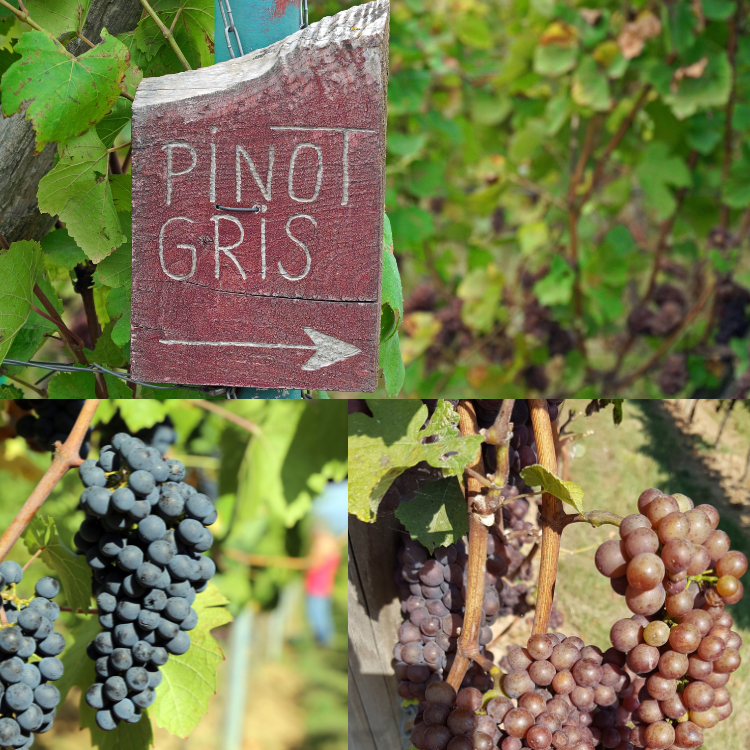 difference between a pinot gris and pinot grigio