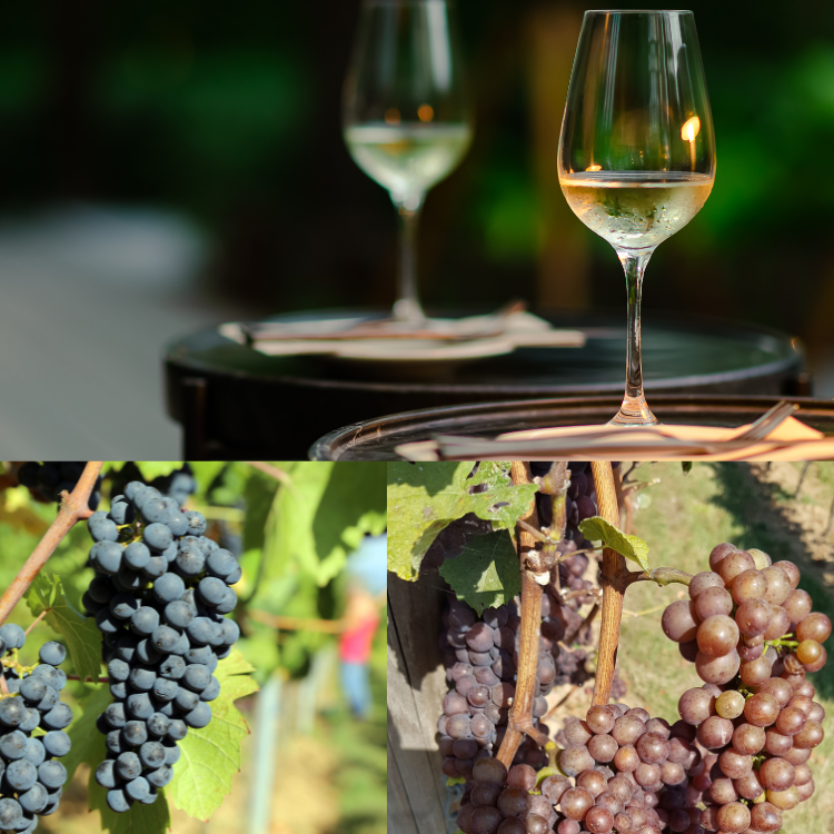 pinot gris vs grigio